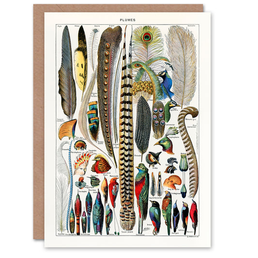 Adolphe Millot Art Card Plumes Exotic Bird Feathers