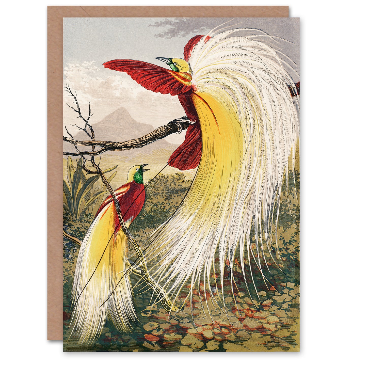 Benjamin Fawcett Art Card Bird of Paradise Exotic Animal