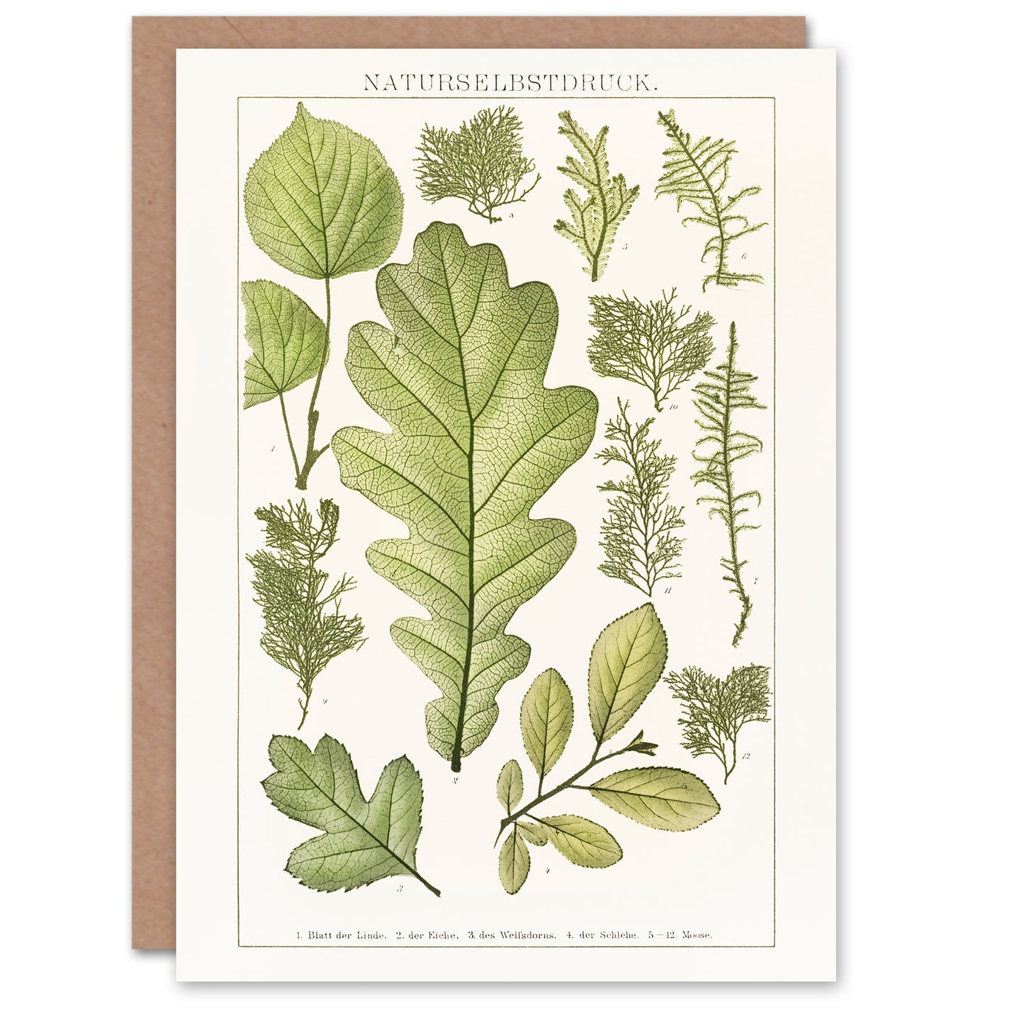 Brockhaus Lexikon Art Card Plant Lover Botanical Leaves