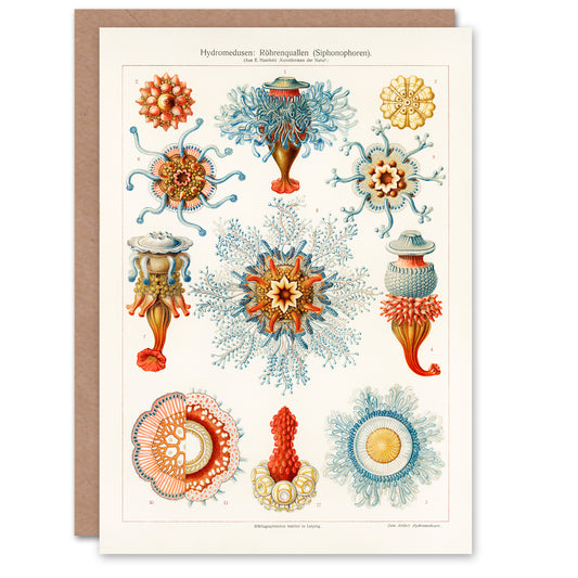 Ernst Haeckel Art Card Jellyfish Hydromedusen Hydrozoa