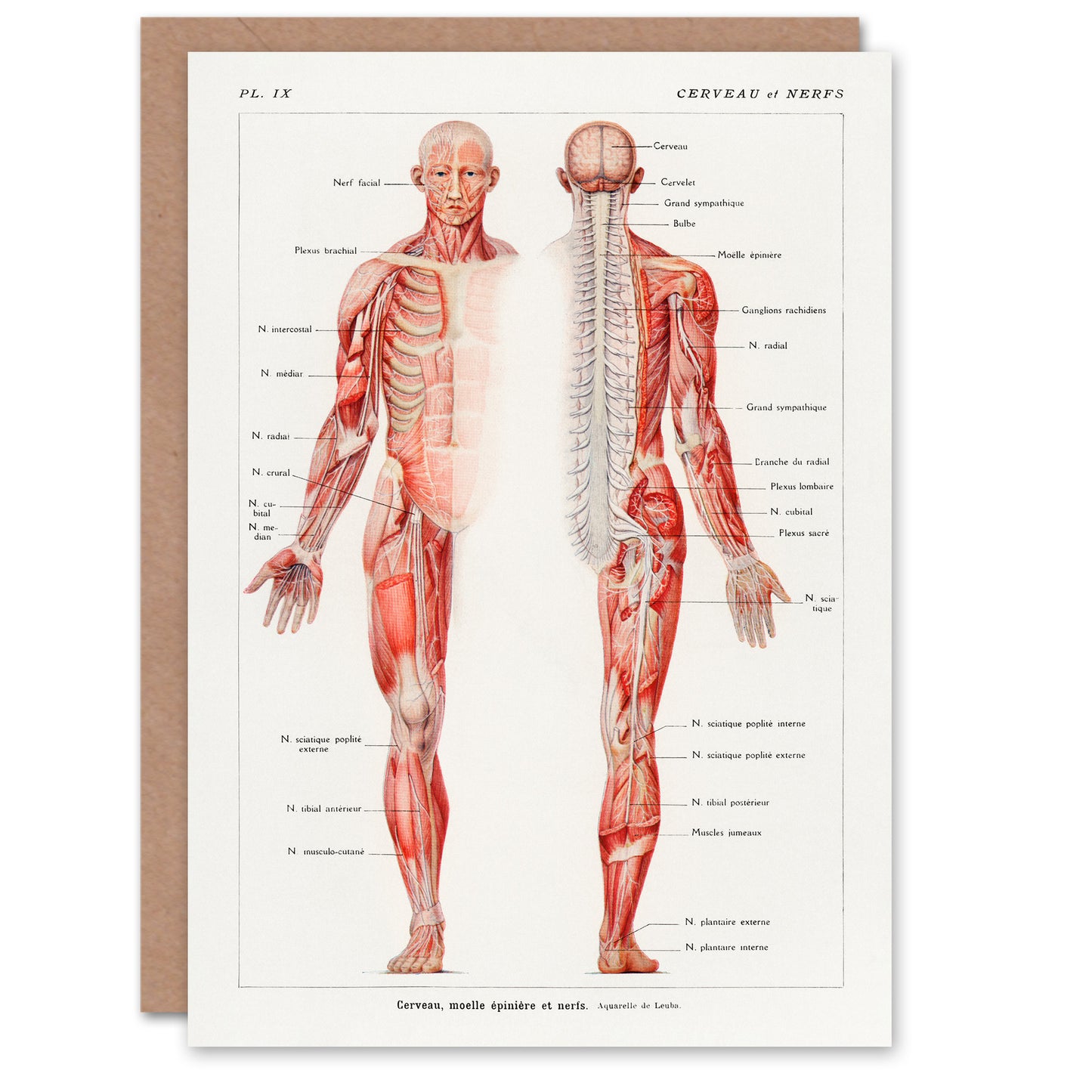 Galtier Boissiere Art Card Human Nervous System Vintage Illustration