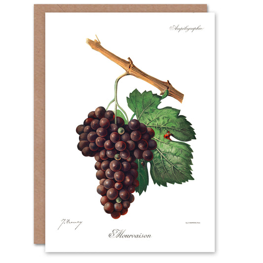 Jules Troncy Art Card Wine Grapes Mourvaison Ampelography