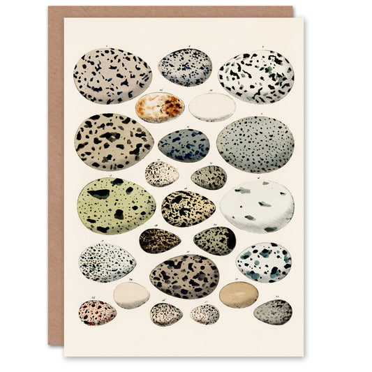 Lorenz Oken Art Card Different Species Bird Eggs