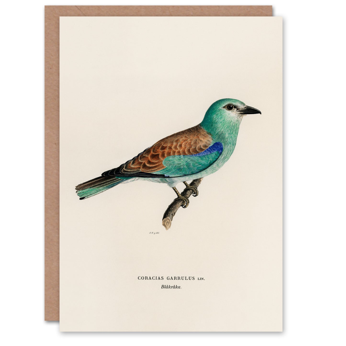 Magnus Von Wright Art Card European Roller Bird