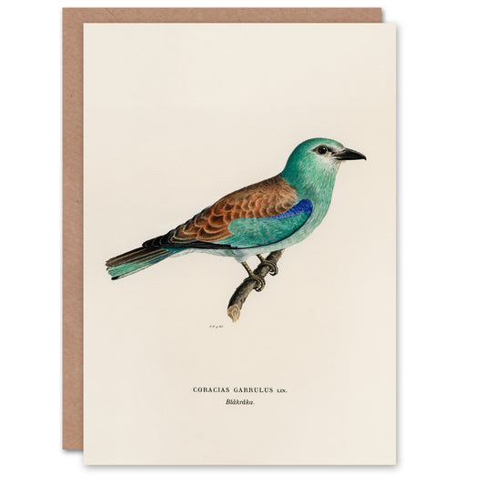 Magnus Von Wright Art Card European Roller Bird