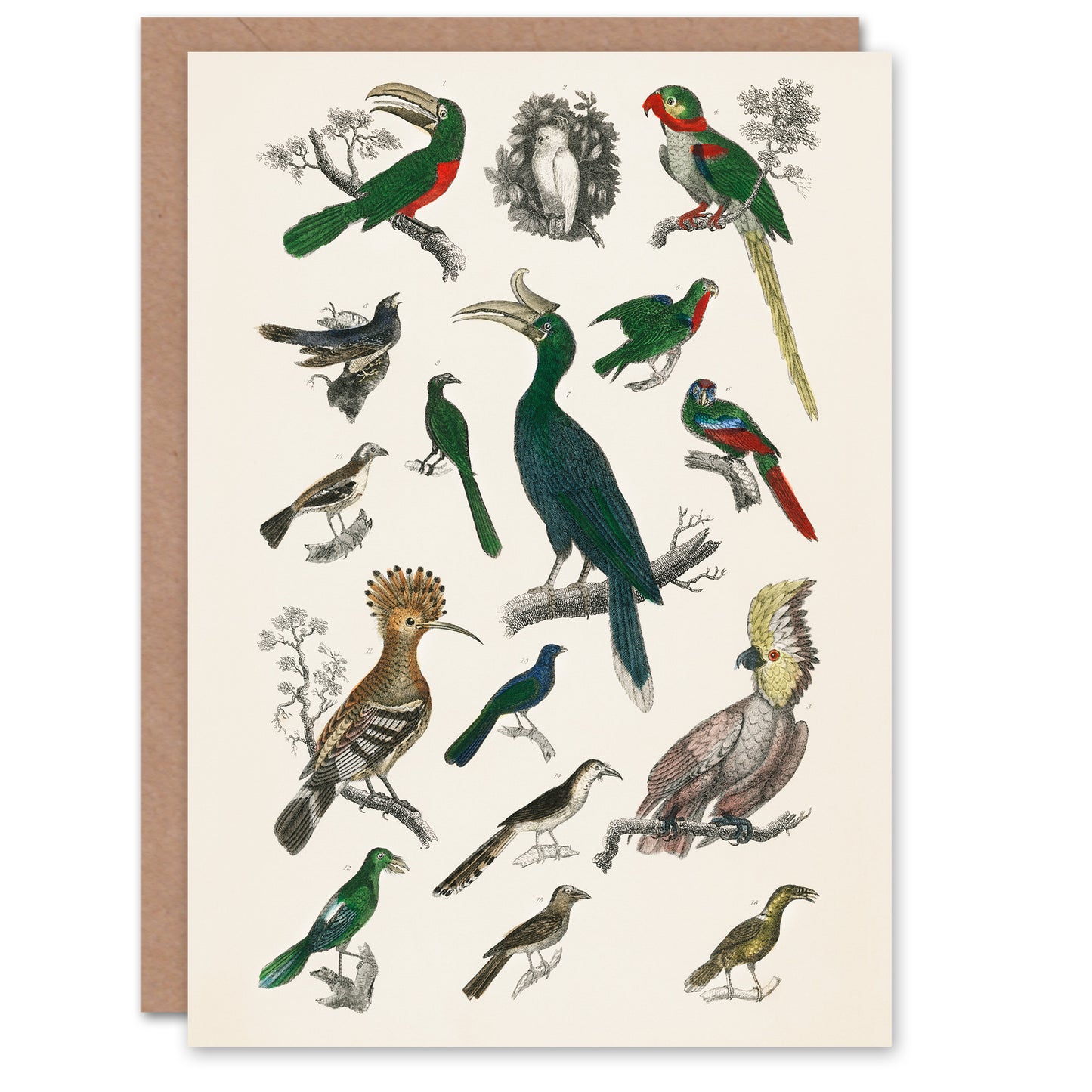 Oliver Goldsmith Art Card Various Birds Vintage Illustration