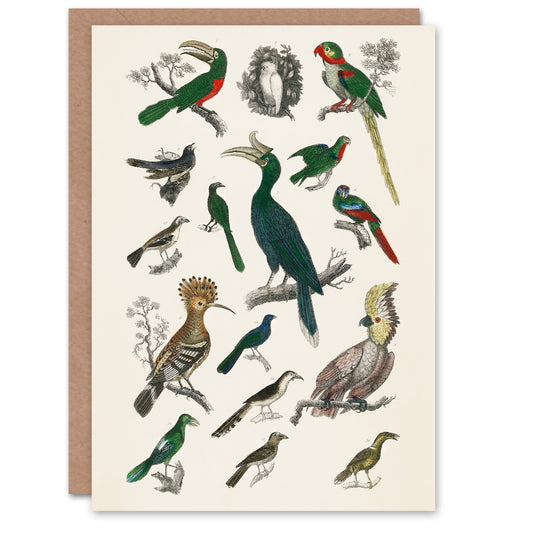 Oliver Goldsmith Art Card Various Birds Vintage Illustration