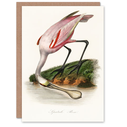 Pierre Bernard Louis Couaihac Art Card Roseate Spoonbill