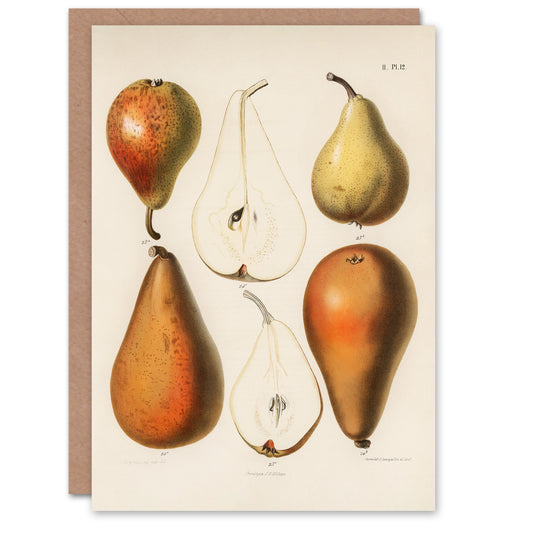Samuel Berghuis Art Card Fresh Pears Halved Fruit