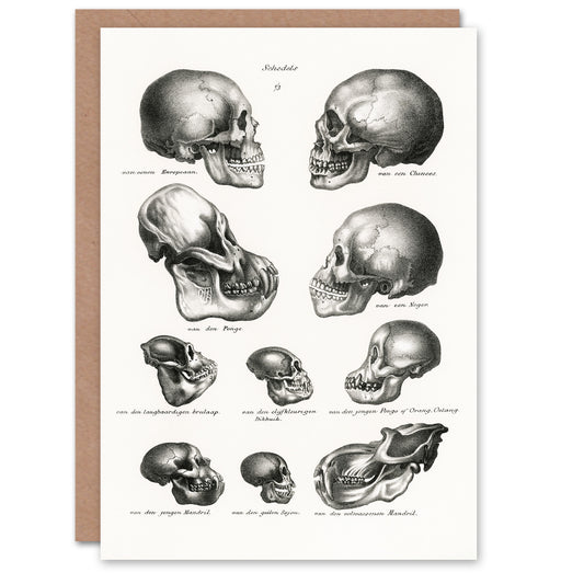 Schinz de Visser Art Card Human Monkey and Ape Skulls