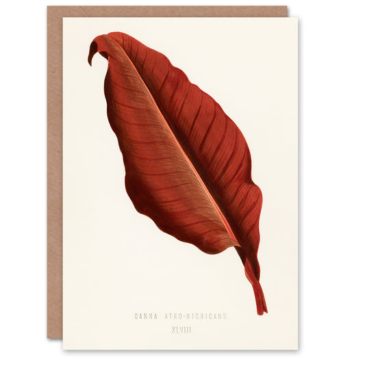 Shirley Hibberd Art Card Canna Vintage Botany Red Leaf