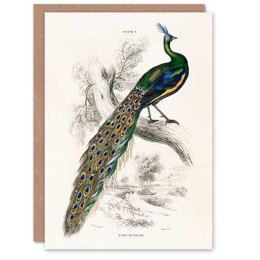 Sir William Jardine Art Card Male Peafowl Peacock