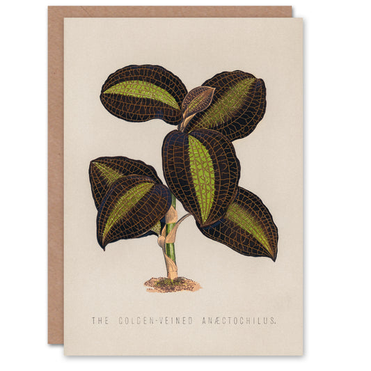 Vintage Botanical Art Card The Golden Veined Jewel Orchid