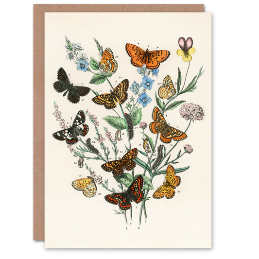 William Forsell Kirby Art Card Butterflies and Caterpillars