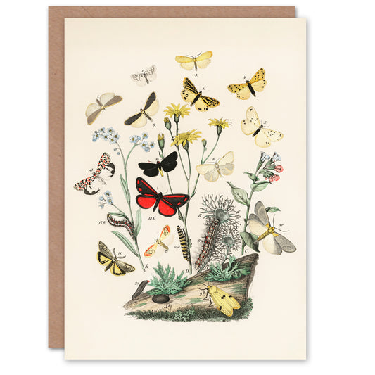 William Forsell Kirby Art Card Small Butterflies Caterpillars