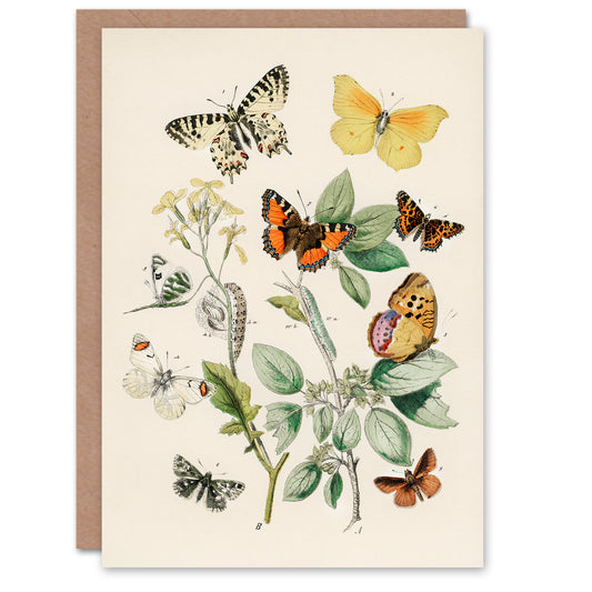William Forsell Kirby Art Card Butterflies Moths Caterpillars
