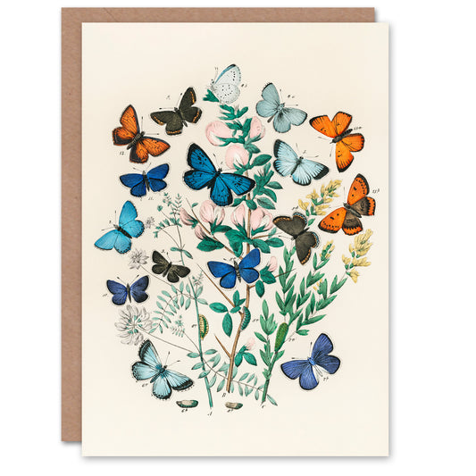 William Forsell Kirby Art Card Blue and Orange Butterflies