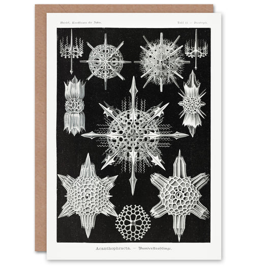 Ernst Haeckel Art Card Acanthophracta Black White Marine Life