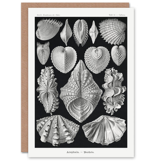 Ernst Haeckel Art Card Acephala Mollusks Clams Oysters
