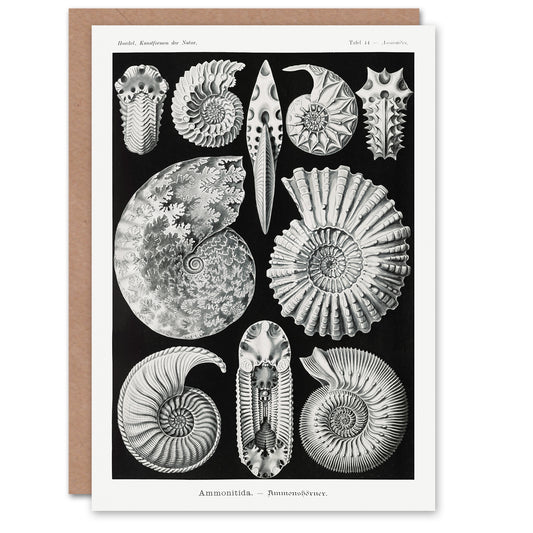 Ernst Haeckel Art Card Ammonite Fossil Cephalopods