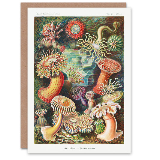 Ernst Haeckel Art Card Sea Anemone Marine Landscape