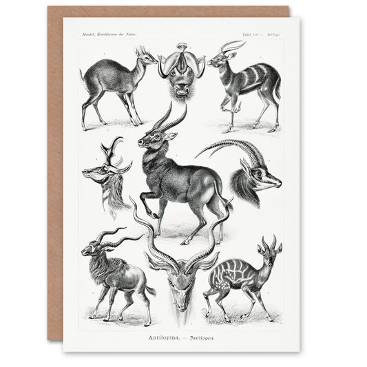 Ernst Haeckel Art Card Art Forms of Nature Antilope