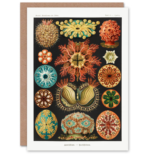 Ernst Haeckel Art Card Ascidiae Colourful Marine Life