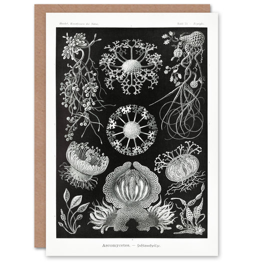 Ernst Haeckel Art Card Ascomycetes Fungi Species Vintage