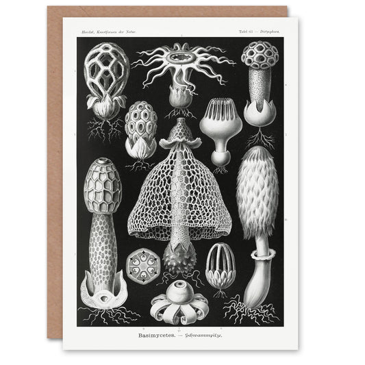 Ernst Haeckel Art Card Basimycetes Fungi Species Vintage