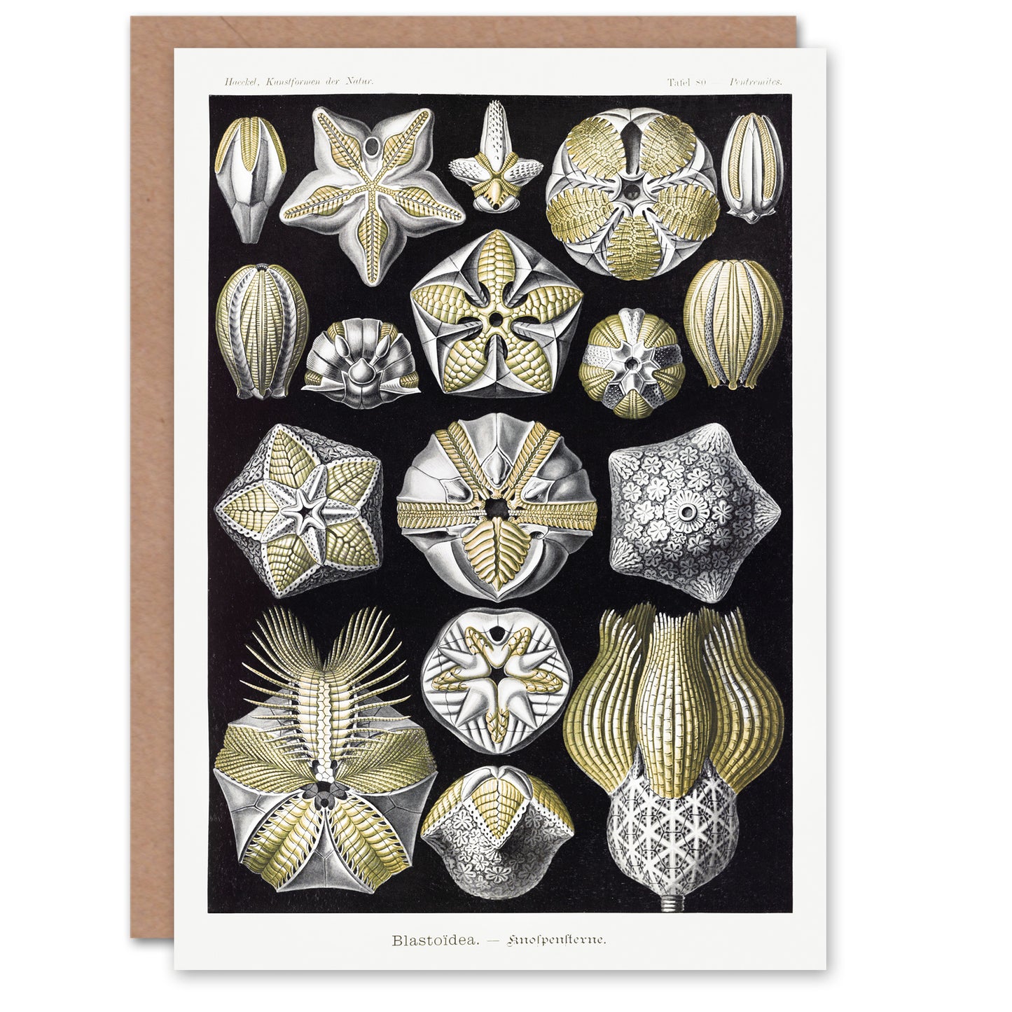 Ernst Haeckel Art Card Blastoid Sea Buds Urchins