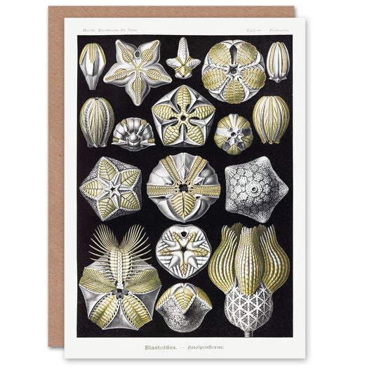 Ernst Haeckel Art Card Blastoid Sea Buds Urchins