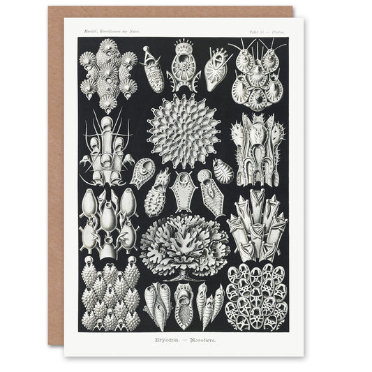 Ernst Haeckel Art Card Bryozoa Aquatic Invertebrates