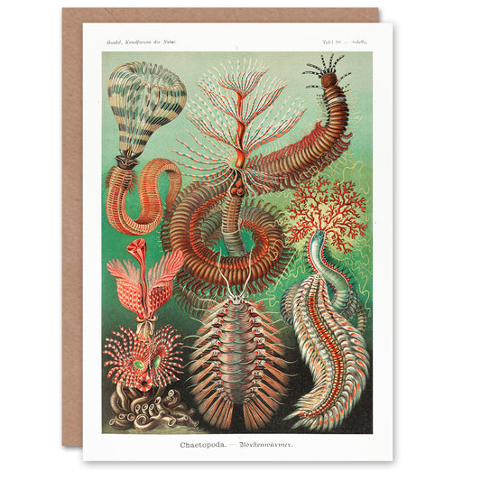 Ernst Haeckel Art Card Chaetopoda Annelid Marine Worms