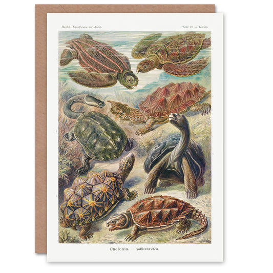 Ernst Haeckel Art Card Chelonia Turtles Vintage Illustration