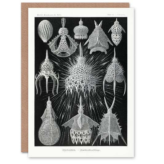 Ernst Haeckel Art Card Crytoidea Marine Microorganisms