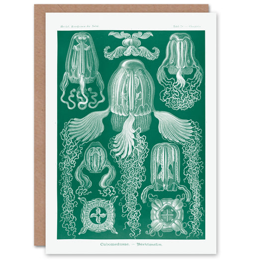 Ernst Haeckel Art Card Cubomedusae Jellyfish Species