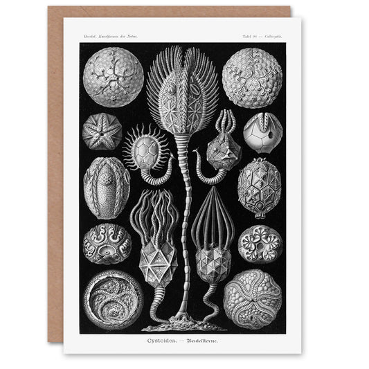 Ernst Haeckel Art Card Cystoidea Pouch Stars Marine Life