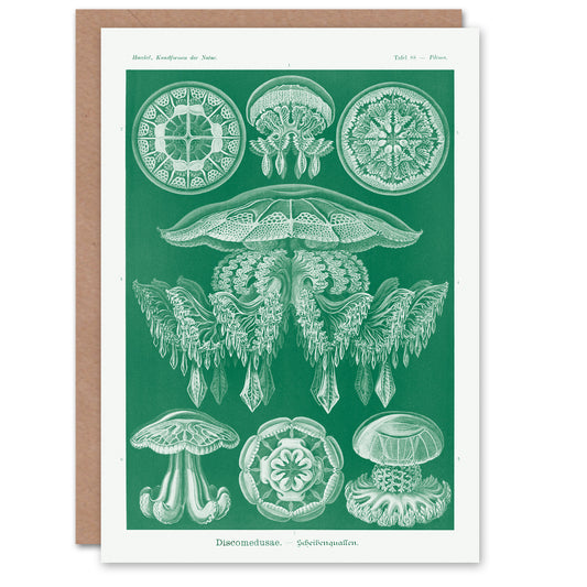 Ernst Haeckel Art Card Discomedusae Jellyfish Species