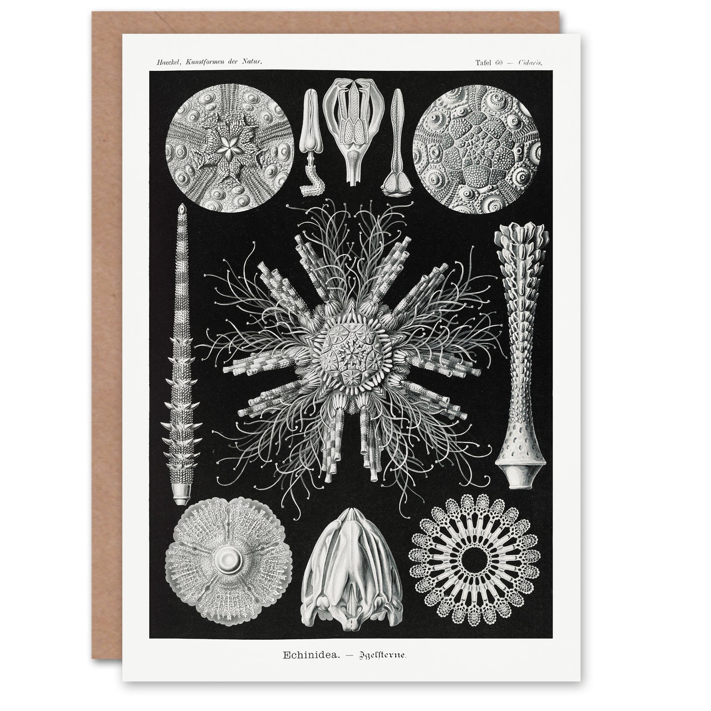 Ernst Haeckel Art Card Echinidea Sea Urchin Species