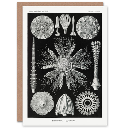 Ernst Haeckel Art Card Echinidea Sea Urchin Species