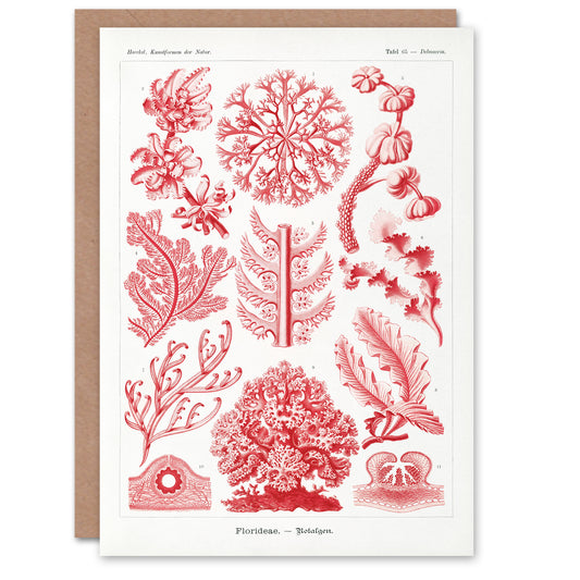 Ernst Haeckel Art Card Florideophyceae Red Algae