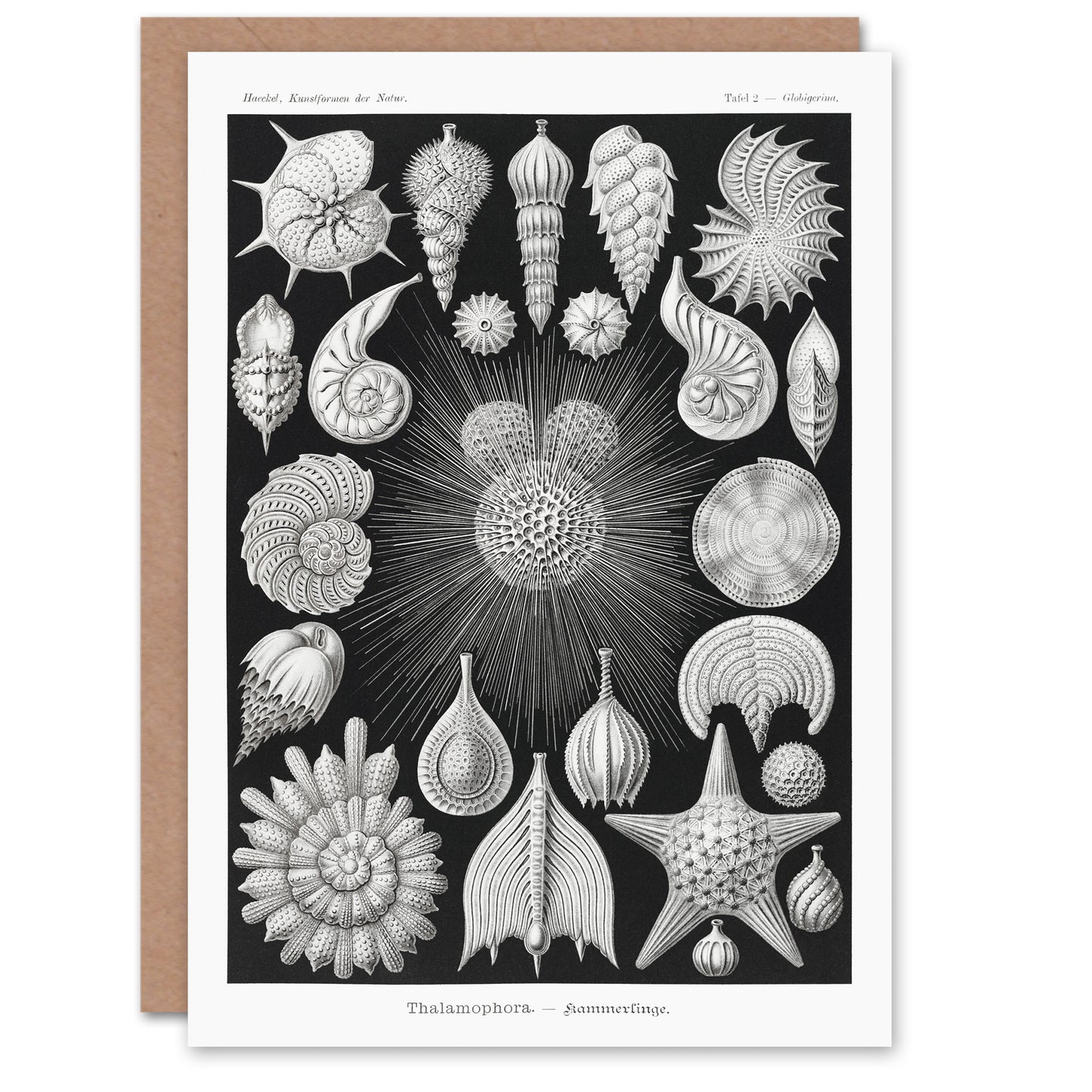 Ernst Haeckel Art Card Forams Vintage Illustration