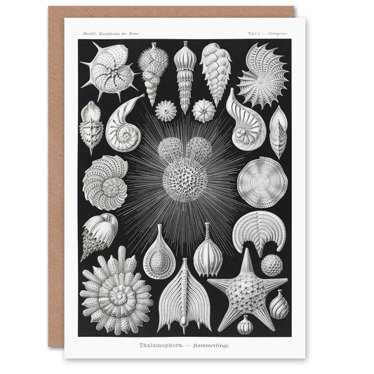Ernst Haeckel Art Card Forams Vintage Illustration