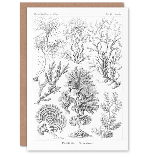 Ernst Haeckel Art Card Fucoideae Algae Seaweed Species
