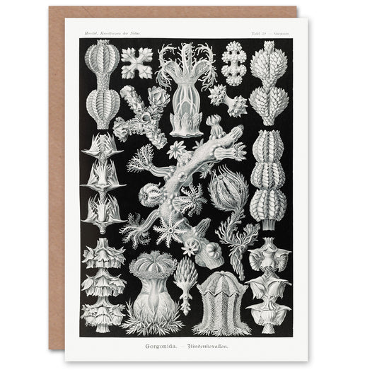 Ernst Haeckel Art Card Gorgonida Vintage Coral Illustration