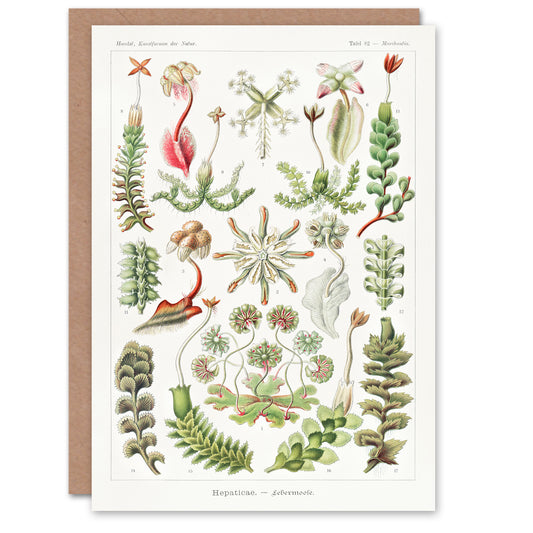 Ernst Haeckel Art Card Hepatica Plant Vintage Floral