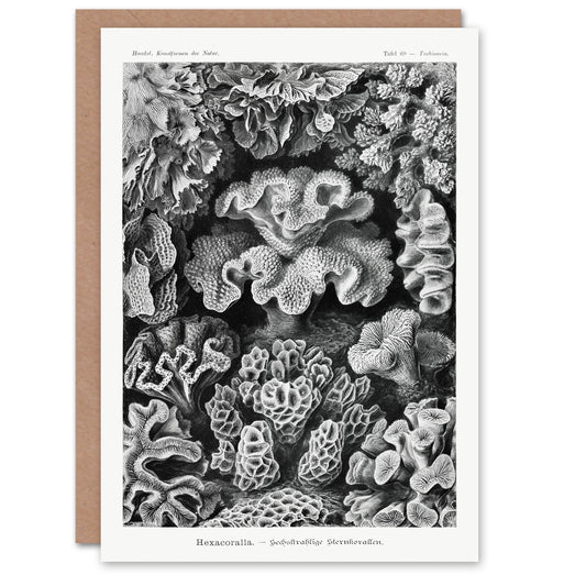 Ernst Haeckel Art Card Hexacorallia Vintage Coral Illustration