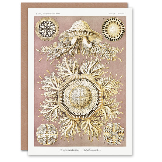 Ernst Haeckel Art Card Jellyfish Discomedusae Vintage Illustration