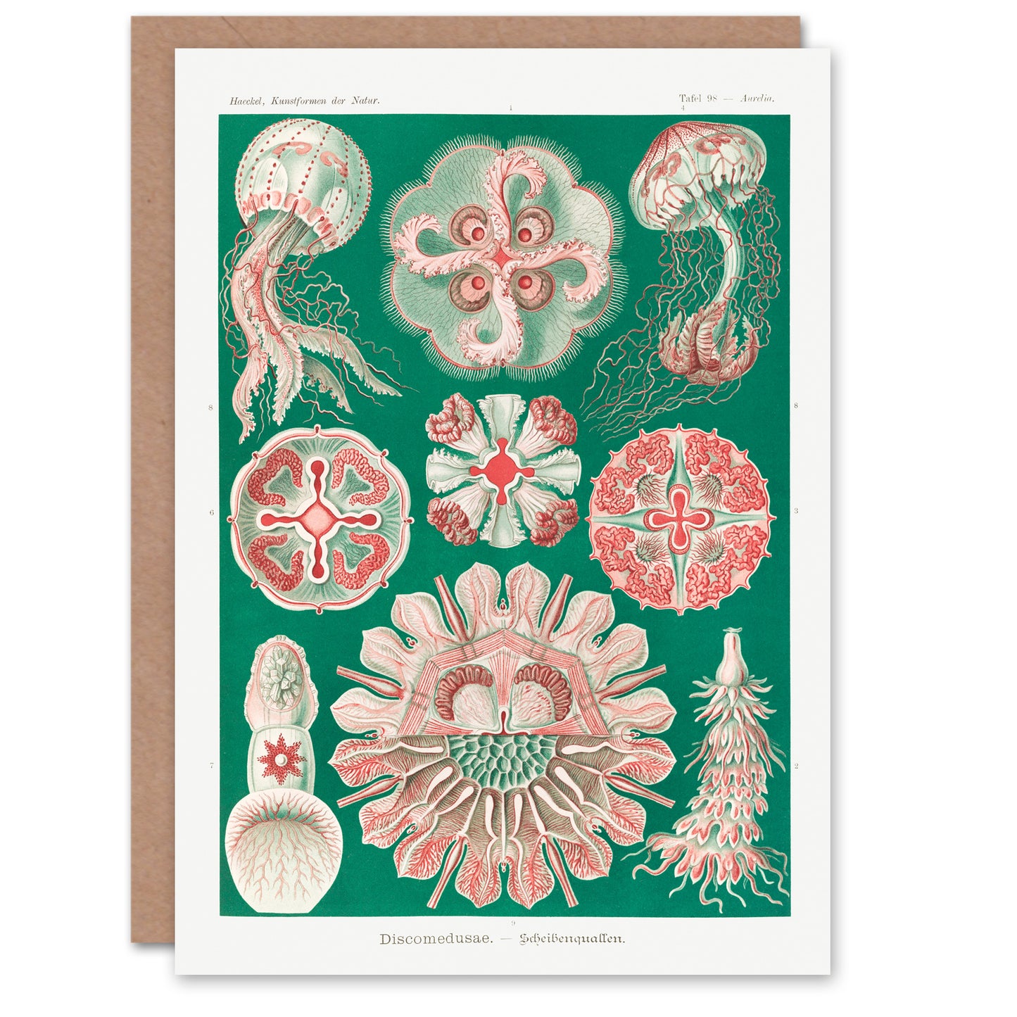 Ernst Haeckel Art Card Green Pink Vintage Jellyfish Illustration