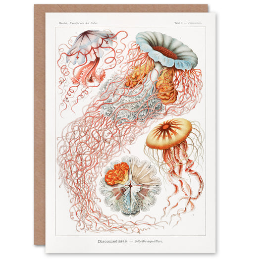 Ernst Haeckel Art Card Lions Mane Jellyfish Illustration